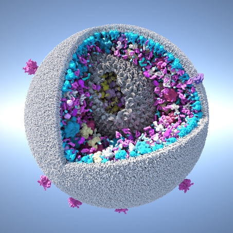 具有所有组成分子的完整HIV病毒粒子模型